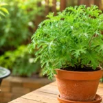 Citronella Plant Care Does It Repel Mosquitoes