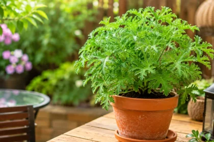 Citronella Plant Care Does It Repel Mosquitoes